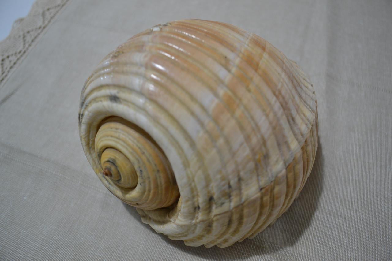 Seashell Art Decor Studio & Parking Vlora Kültér fotó